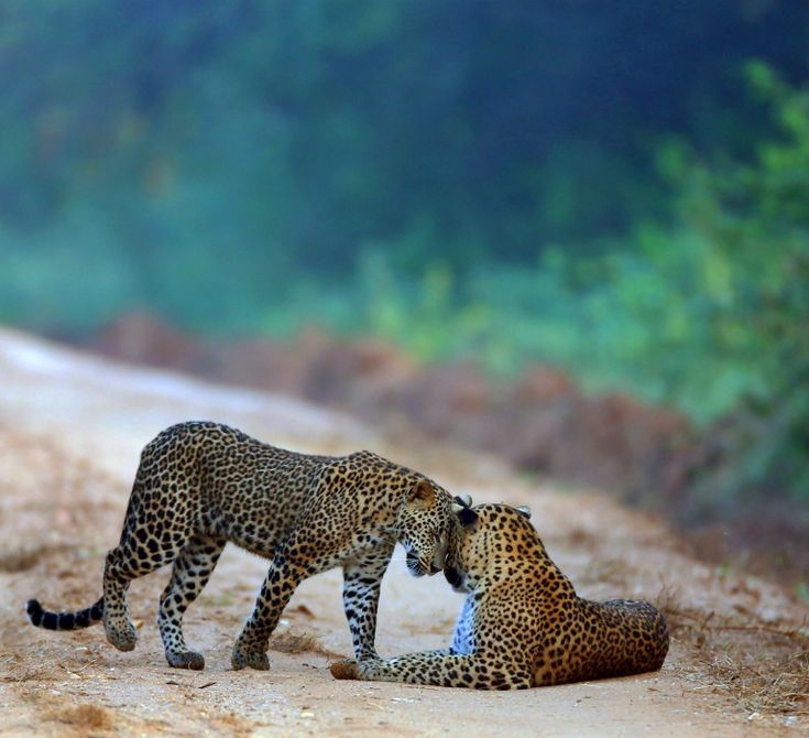 10 Days / 09 Nights – Kandy, Ella, Yala, Mirissa & Hikkaduwa Explorer Tour